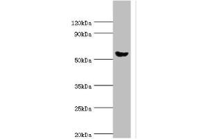 Western blot All lanes: Pancreatic alpha-amylase antibody at 6 μg/mL + Mouse liver tissue Secondary Goat polyclonal to rabbit IgG at 1/10000 dilution Predicted band size: 58, 31 kDa Observed band size: 58 kDa (AMY2A Antikörper  (AA 242-511))