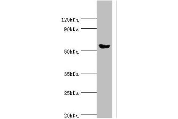 AMY2A antibody  (AA 242-511)
