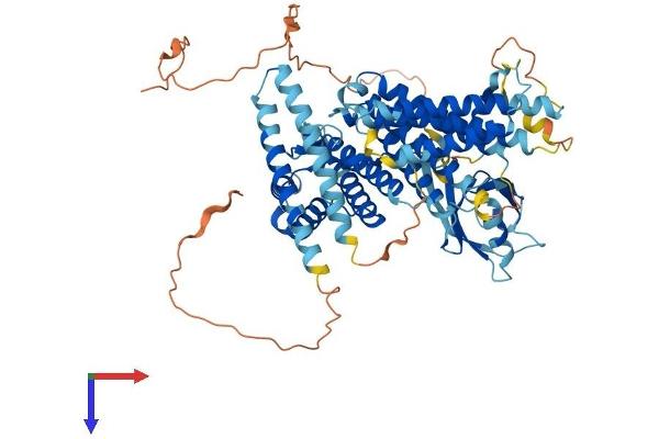 RHPN1 Protein (AA 1-643) (His tag)