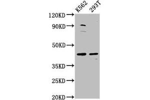 Western Blot Positive WB detected in: K562 whole cell lysate, 293T whole cell lysate All lanes: XKR8 antibody at 3. (XKR8 Antikörper  (AA 69-158))