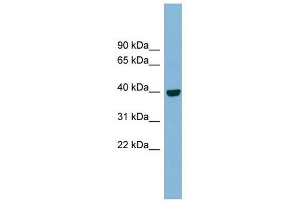 IMPAD1 Antikörper  (N-Term)