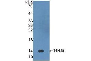 Detection of Recombinant FGF23, Human using Polyclonal Antibody to Fibroblast Growth Factor 23 (FGF23) (FGF23 Antikörper  (AA 79-160))