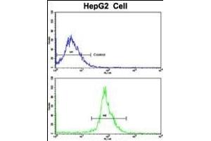 Flow cytometric analysis of HepG2 cells using LTA Antibody (Center)(bottom histogram) compared to a negative control cell (top histogram). (LTA Antikörper  (AA 46-72))