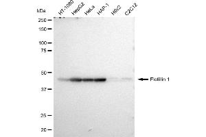 Western blotting analysis using Flotillin 1 antibody (ABIN7798633). (Rekombinanter Flotillin 1 Antikörper)