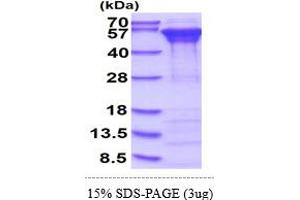 SDS-PAGE (SDS) image for Calreticulin (CALR) (AA 18-417) protein (His tag) (ABIN667783) (Calreticulin Protein (CALR) (AA 18-417) (His tag))
