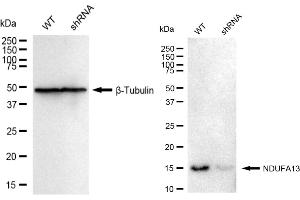 Western blotting analysis using NDUFA13 antibody (ABIN7799542). (Rekombinanter NDUFA13 Antikörper)