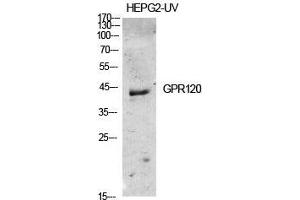 Western Blot (WB) analysis of specific cells using GPR120 Polyclonal Antibody. (O3FAR1 Antikörper  (Internal Region))