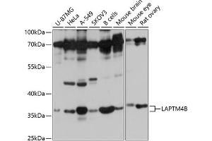 Western blot analysis of extracts of various cell lines, using LB antibody (ABIN7268341) at 1:1000 dilution. (LAPTM4B Antikörper  (AA 218-317))