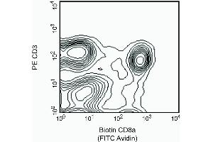 Stained with Avidin-FITC (CD8 alpha Antikörper  (Biotin))