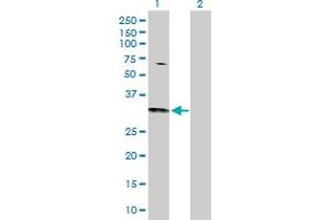 Western Blot analysis of CDC42 expression in transfected 293T cell line by CDC42 MaxPab polyclonal antibody.