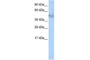 Western Blot showing KRT14 antibody used at a concentration of 1-2 ug/ml to detect its target protein. (KRT14 Antikörper  (C-Term))