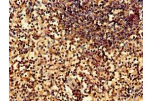 Immunohistochemistry of paraffin-embedded human spleen tissue using ABIN7169222 at dilution of 1:100 (WNK1 Antikörper  (AA 1-207))