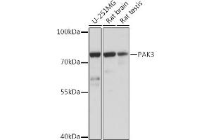 Western blot analysis of extracts of various cell lines, using P Rabbit pAb (ABIN7269162) at 1:1000 dilution. (PAK3 Antikörper  (AA 1-100))