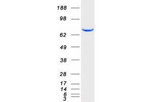 Validation with Western Blot