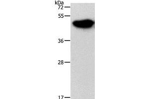 Western Blot analysis of Mouse brain tissue using NDRG3 Polyclonal Antibody at dilution of 1:1050 (NDRG3 Antikörper)