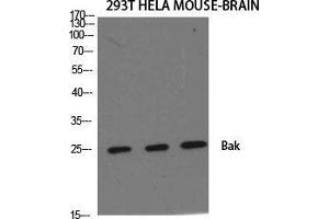 Western Blot (WB) analysis of specific cells using Bak Polyclonal Antibody.