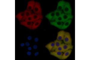 VSIG2 Mouse Monoclonal Antibody staining Hela cells by IF/ICC. (VSIG2 Antikörper  (Internal Region))