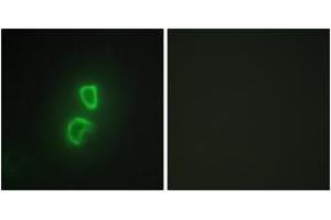 Immunofluorescence analysis of HepG2 cells, using TNFSF11 Antibody. (RANKL Antikörper  (AA 41-90))