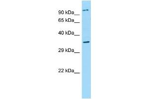 WB Suggested Anti-NPBWR2 Antibody Titration: 1. (NPBWR2 Antikörper  (N-Term))