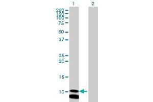 Western Blot analysis of PCBD2 expression in transfected 293T cell line by PCBD2 MaxPab polyclonal antibody. (PCBD2 Antikörper  (AA 1-129))