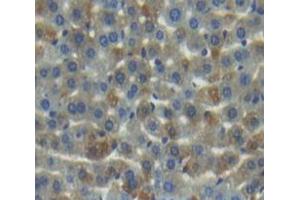 Used in DAB staining on fromalin fixed paraffin- embedded Kidney tissue (MMP20 Antikörper  (AA 137-398))