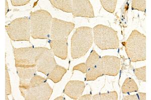 ABIN6266215 and ABIN6277373 at 1/100 staining Mouse muscle tissue by IHC-P. (Connexin 31 Antikörper  (C-Term))