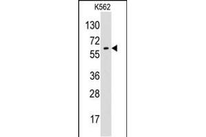 Western blot analysis of anti-GPC6 Pab (ABIN390354 and ABIN2840766) in K562 cell line lysates (35 μg/lane). (Glypican 6 Antikörper  (N-Term))