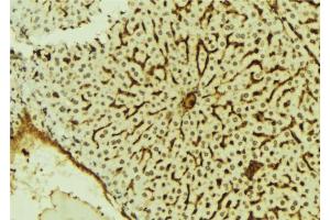 ABIN6279807 at 1/100 staining Mouse liver tissue by IHC-P. (SCML2 Antikörper  (Internal Region))