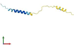Protein Structure (PS) image for Mitochondrially Encoded ATP Synthase 8 (MT-ATP8) (AA 1-68) protein (Fc Tag) (ABIN7552541)