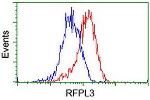 Image no. 8 for anti-Ret Finger Protein-Like 3 (RFPL3) antibody (ABIN1500675) (RFPL3 Antikörper)