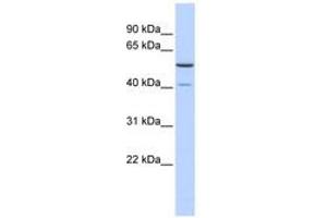 METT5D1 Antikörper  (N-Term)