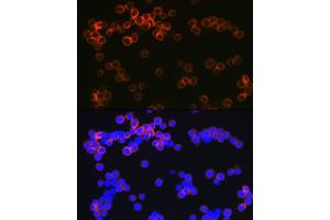 Immunofluorescence analysis of Raw264 7 cells using CD209 Rabbit mAb (ABIN7266173) at dilution of 1:100 (40x lens). (DC-SIGN/CD209 Antikörper)