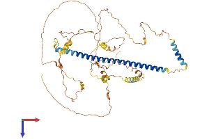 CREB3L1 Protein (AA 1-519) (His tag)