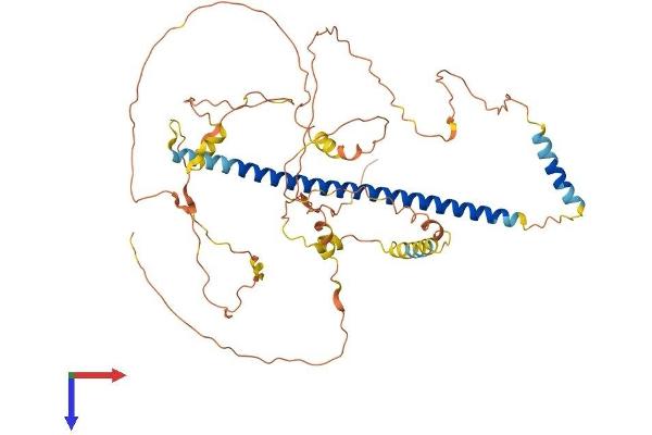 CREB3L1 Protein (AA 1-519) (His tag)