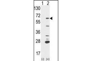 Western blot analysis of PTPN6 (arrow) using rabbit polyclonal PTPN6 Antibody (Center) (ABIN1882123 and ABIN2839434). (SHP1 Antikörper  (AA 247-277))