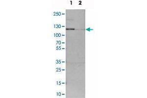 Western blot analysis of cell lysates with ADNP2 polyclonal antibody  at 1:250-1:500 dilution.
