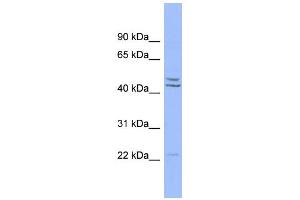 WB Suggested Anti-PON1 Antibody Titration:  0. (PON1 Antikörper  (Middle Region))