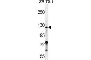 Western Blotting (WB) image for anti-Neuropilin 2 (NRP2) antibody (ABIN2996268)