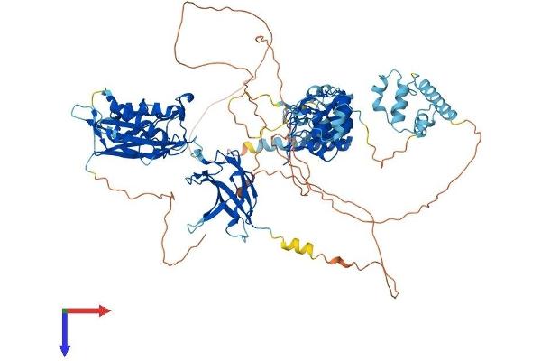 NFKB1 Protein (AA 1-971) (His tag)