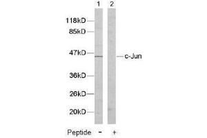 Image no. 2 for anti-Jun Proto-Oncogene (JUN) (Tyr170) antibody (ABIN197132) (C-JUN Antikörper  (Tyr170))