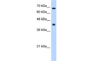 CHST8 antibody used at 0. (CHST8 Antikörper)