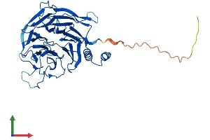 Protein Structure (PS) image for Excision Repair Cross-Complementing Rodent Repair Deficiency, Complementation Group 8 (ERCC8) (AA 1-397) protein (His tag) (ABIN7559303)