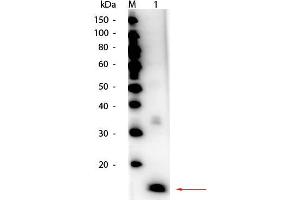 Western Blot of HRP Conjugated Superoxide Dismutase Antibody. (Superoxide Dismutase Antikörper (HRP))