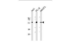 Lane 1: A431, Lane 2: PC-12, Lane 3: NIH/3T3 cell lysate (20µg per lane) probed with bsm-51339M MITF (1607CT834. (MITF Antikörper)
