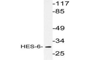 Western blot analysis of HES-6 antibody  in extracts from HeLa cells. (HES6 Antikörper)