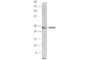 Raje cell lysates probed with Anti-TREM2 Polyclonal Antibody, Unconjugated  at 1:5000 90min in 37˚C. (TREM2 Antikörper  (AA 1-100))