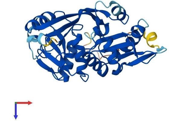 GLYATL1 Protein (AA 1-302) (His tag)