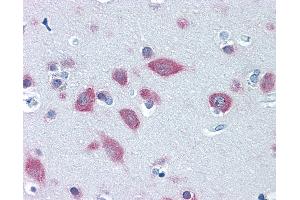 Anti-FARSB antibody IHC of human brain, cortex. (FARSB Antikörper  (AA 234-342))