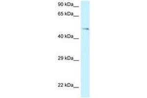 Image no. 1 for anti-G Protein-Coupled Receptor 150 (GPR150) (AA 345-394) antibody (ABIN6747740) (GPR150 Antikörper  (AA 345-394))