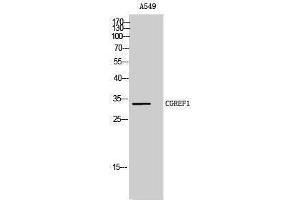 Western Blotting (WB) image for anti-Cell Growth Regulator with EF-Hand Domain 1 (CGREF1) (C-Term) antibody (ABIN3183892)